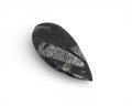 Orthoceras