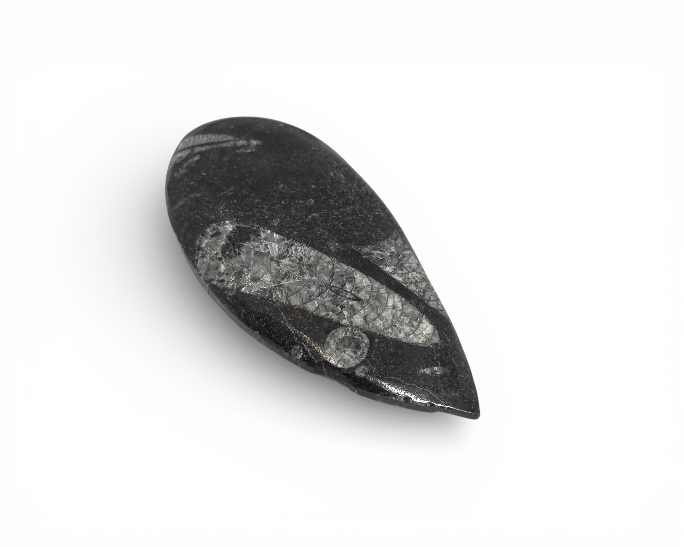 Orthoceras